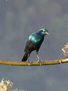 Greater Blue-eared Starling