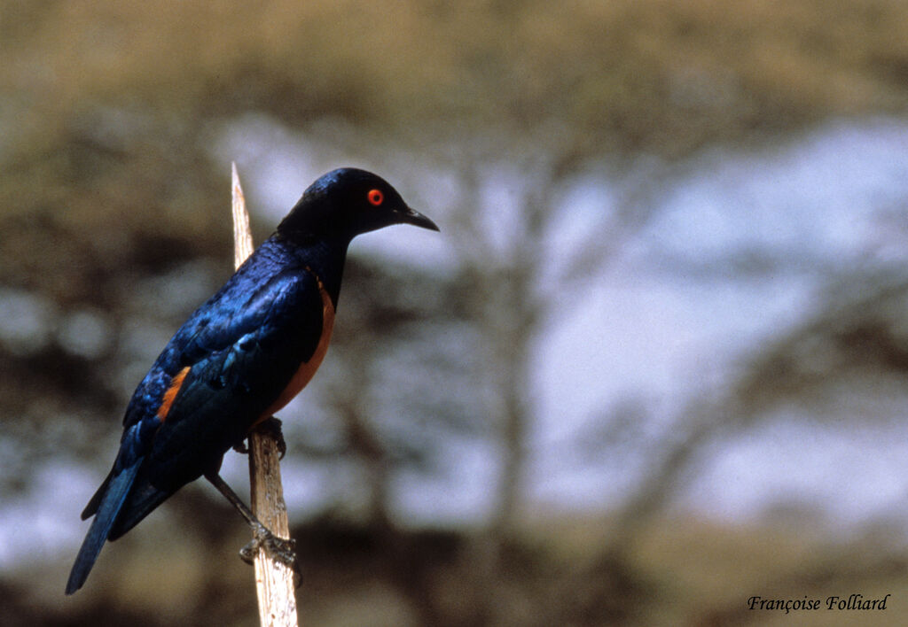 Hildebrandt's Starlingadult, identification