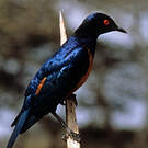 Choucador de Hildebrandt