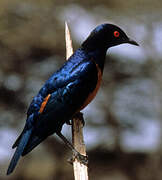 Hildebrandt's Starling