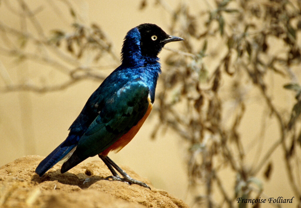 Superb Starlingadult, identification