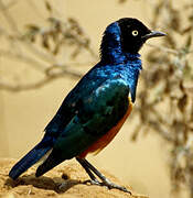 Superb Starling