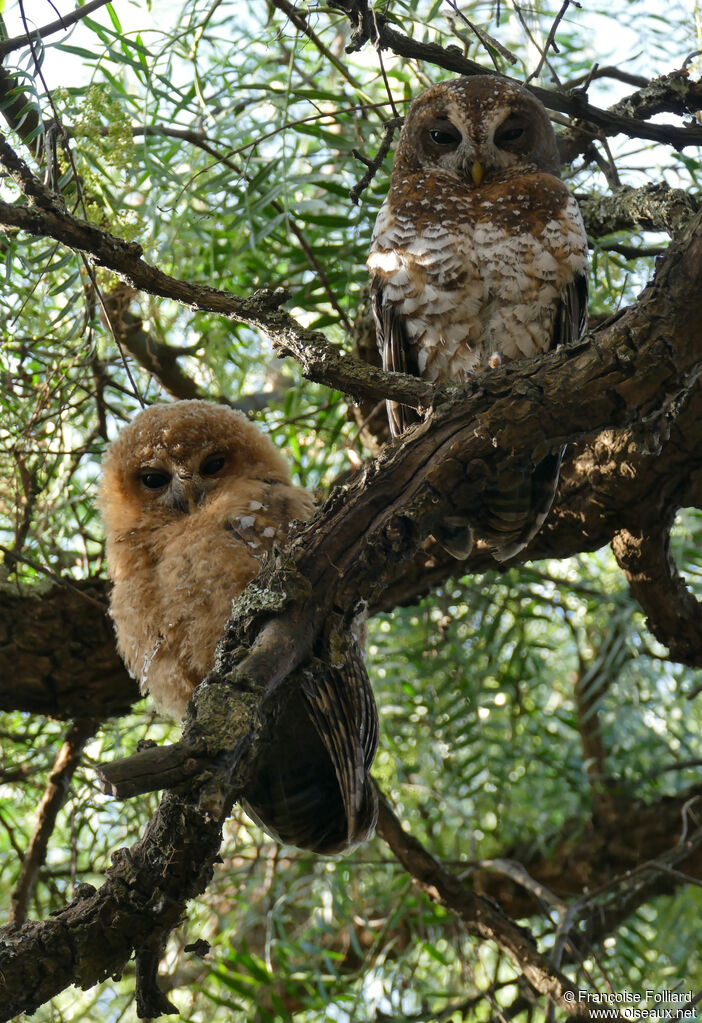 African Wood Owl