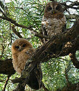 African Wood Owl