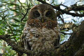 African Wood Owl