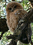 African Wood Owl