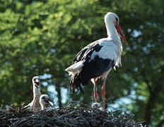 White Stork