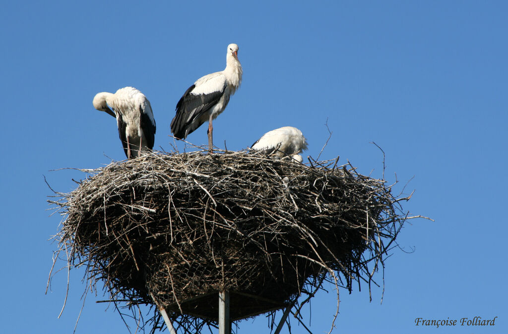 Cigogne blancheadulte, identification, Nidification