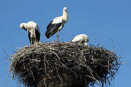 White Stork