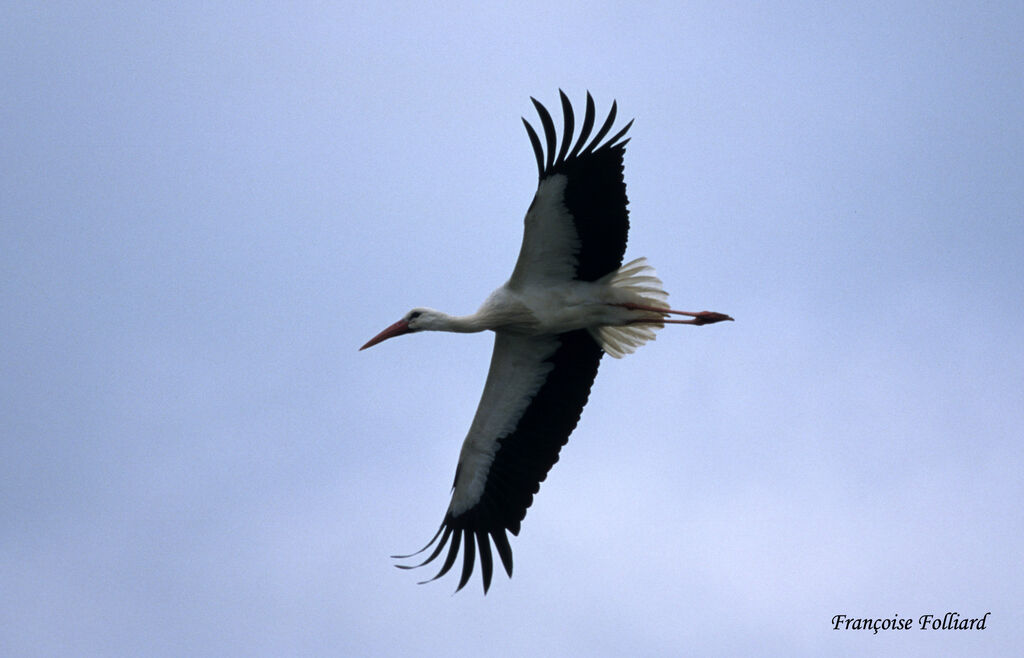 Cigogne blancheadulte, Vol