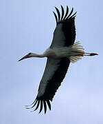 White Stork