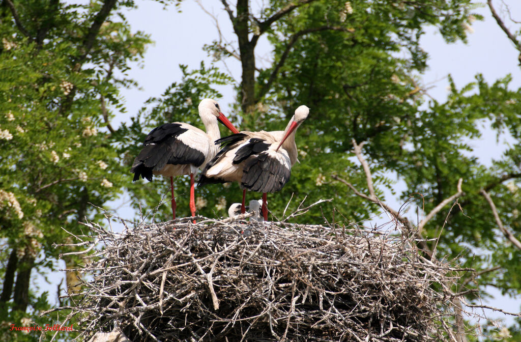 Cigogne blanche , identification, Nidification