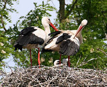 White Stork