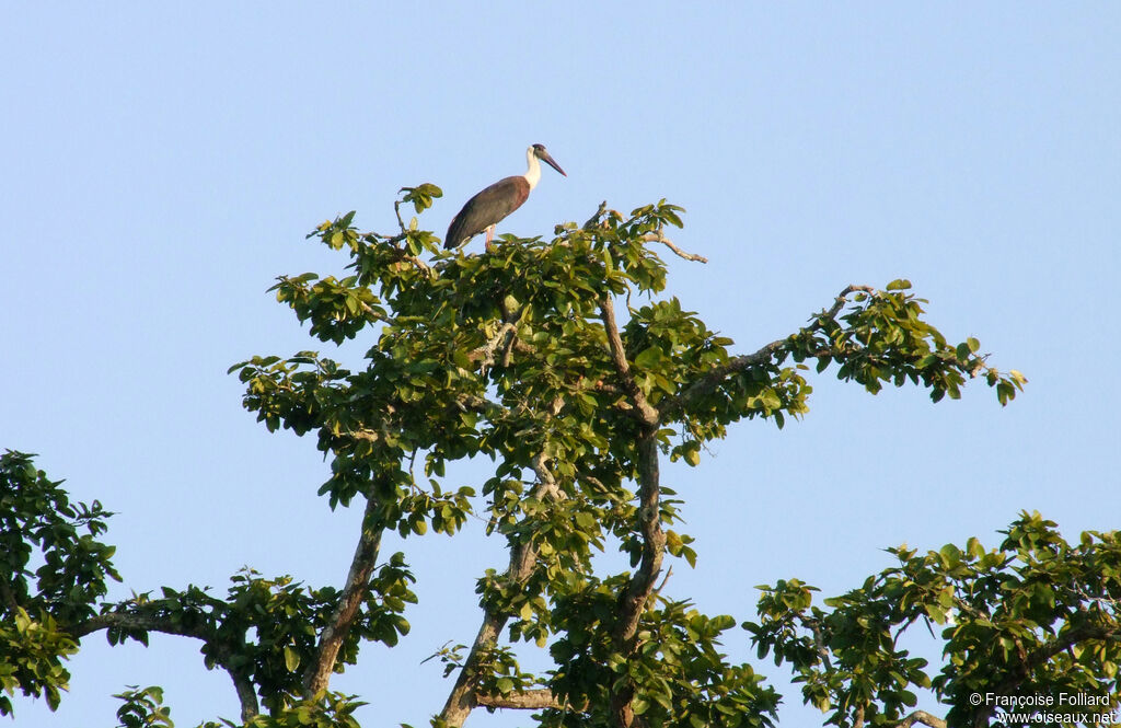 Woolly-necked Stork