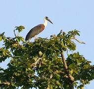 Woolly-necked Stork