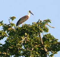 Cigogne épiscopale