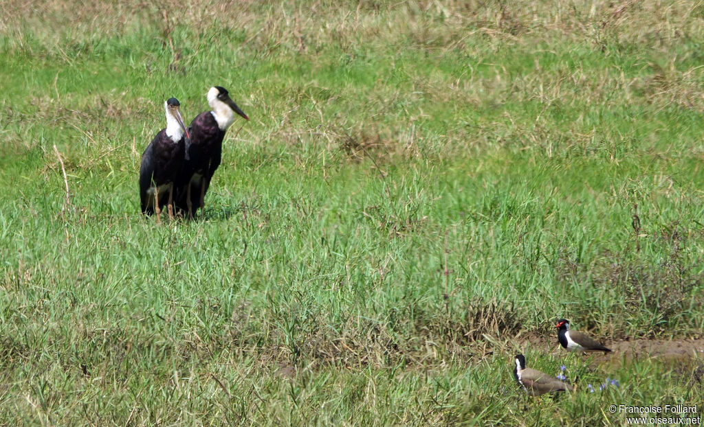 Woolly-necked Stork, identification