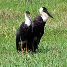Cigogne épiscopale