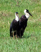 Woolly-necked Stork