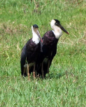 Cigogne épiscopale