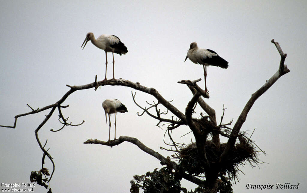 Cigogne maguari, Nidification, Comportement