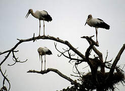 Maguari Stork