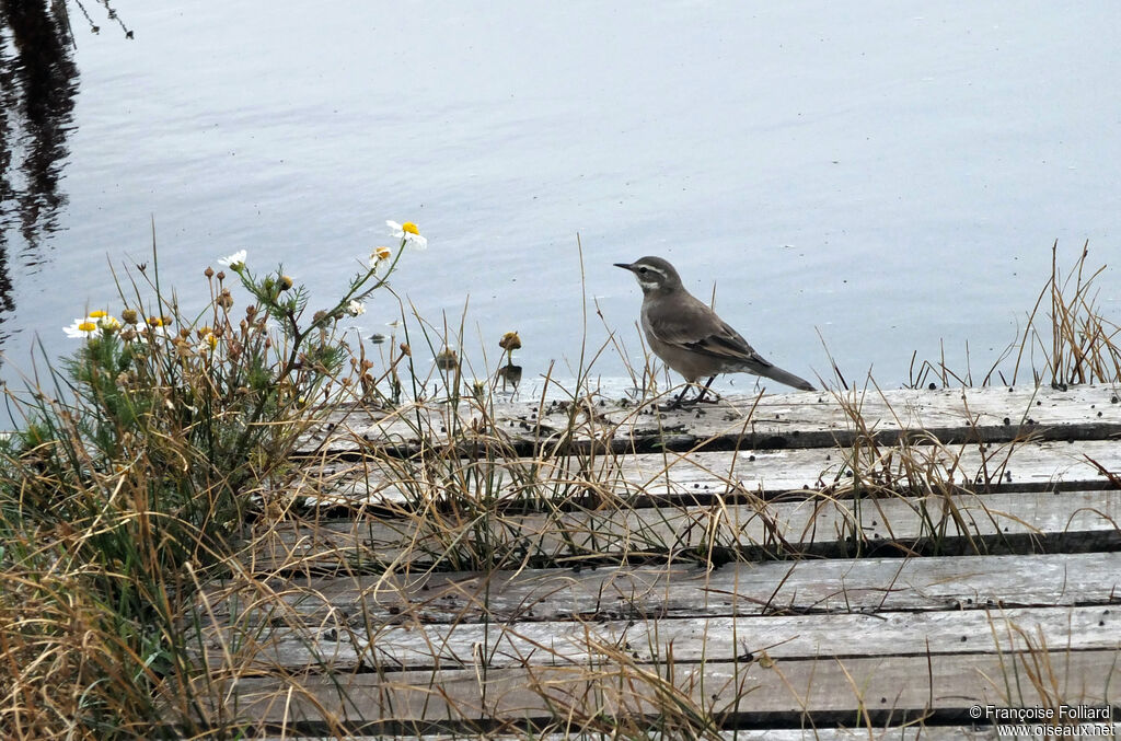 Buff-winged Cinclodes