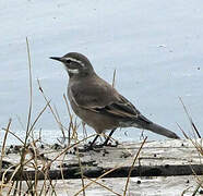 Buff-winged Cinclodes