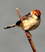 Levaillant's Cisticola