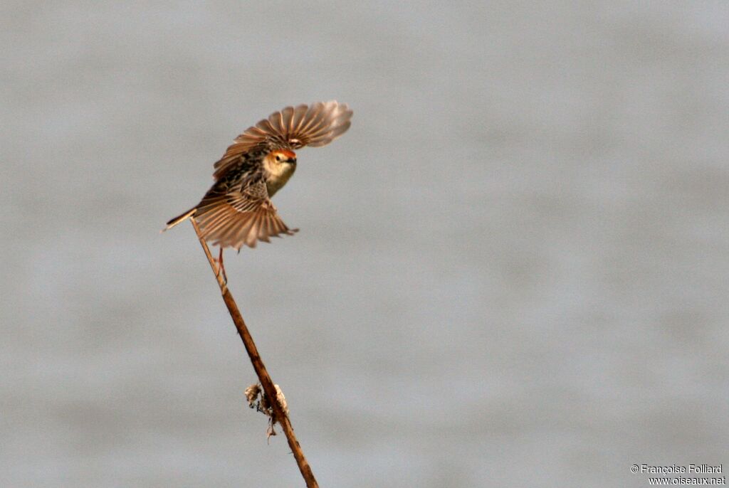 Levaillant's Cisticolaadult, Flight