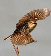 Levaillant's Cisticola