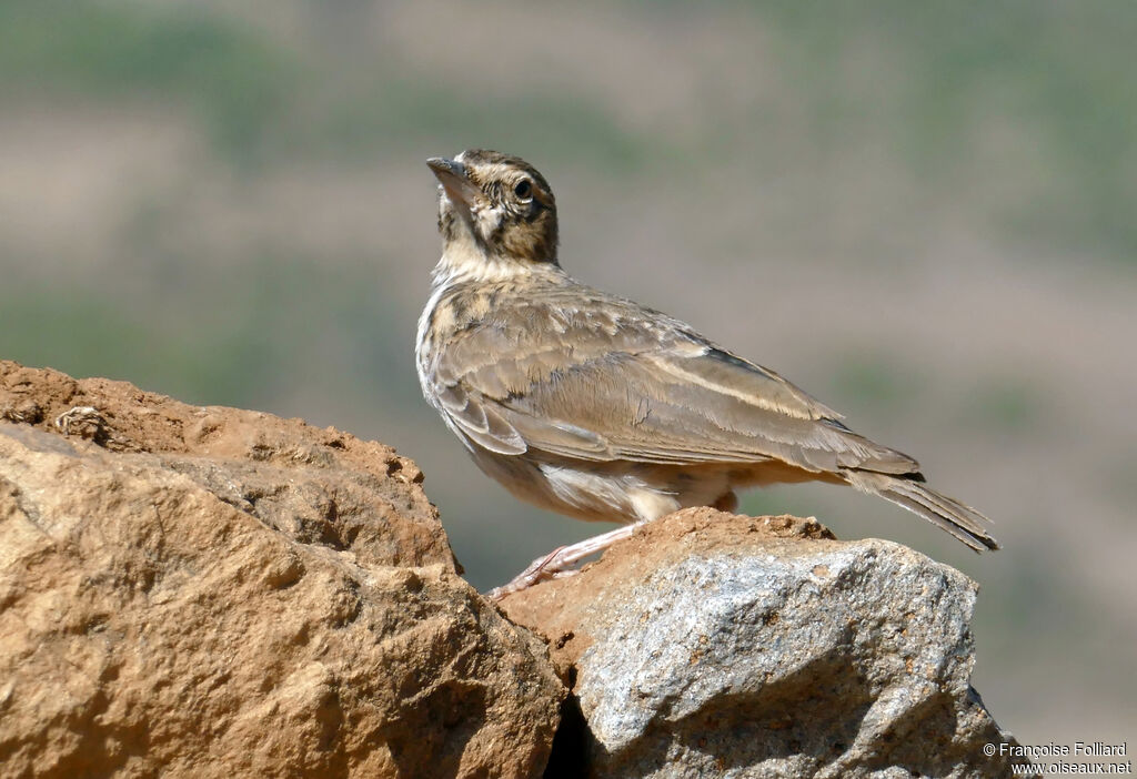 Cochevis de Thékla