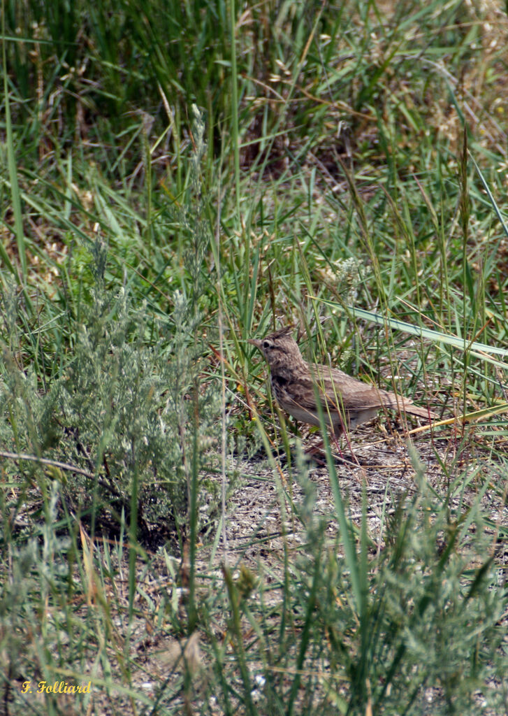 Crested Larkadult, identification