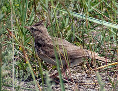 Crested Lark