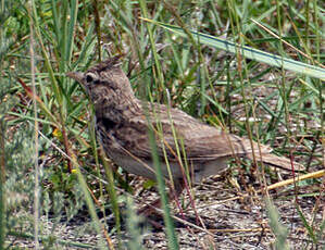 Cochevis huppé