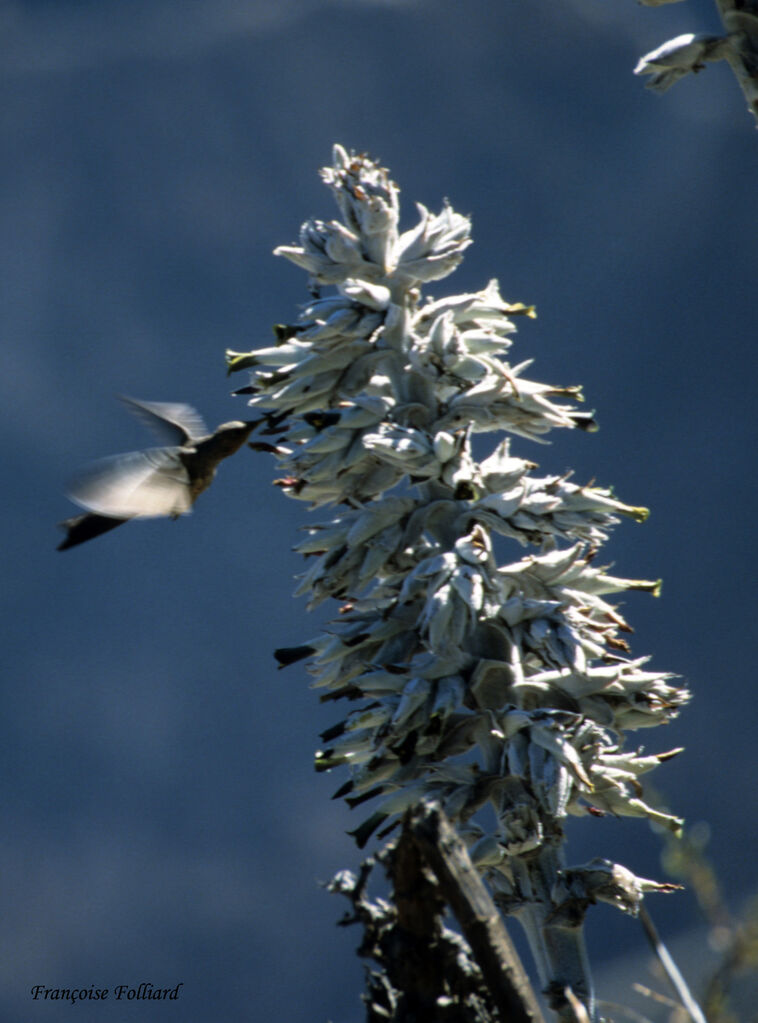 Giant Hummingbird, Flight