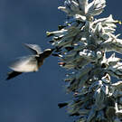 Colibri géant