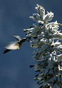 Giant Hummingbird