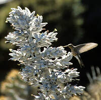 Colibri géant