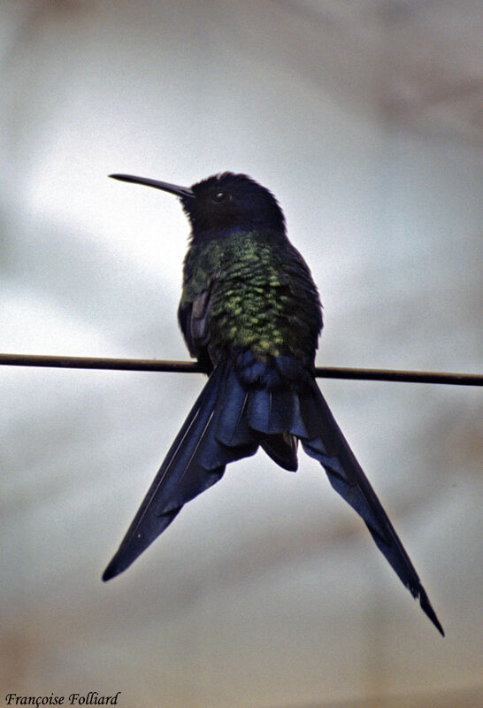 Swallow-tailed Hummingbirdadult, identification