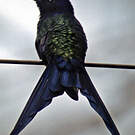 Colibri hirondelle