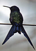 Swallow-tailed Hummingbird