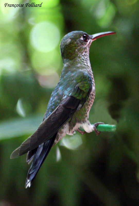 Colibri jacobinadulte, identification