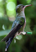 White-necked Jacobin