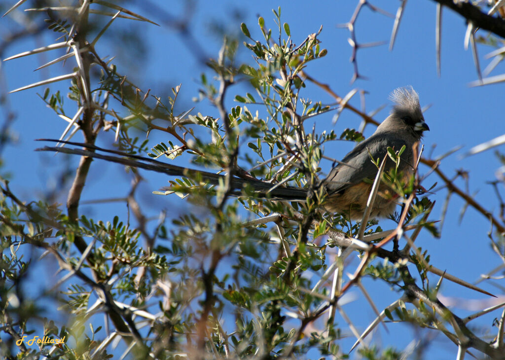 White-backed Mousebirdadult, identification