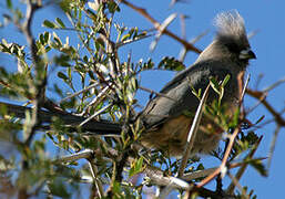 White-backed Mousebird