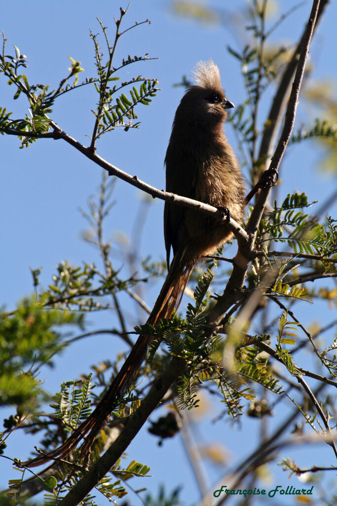 Speckled Mousebirdadult, identification