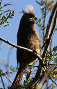 Speckled Mousebird