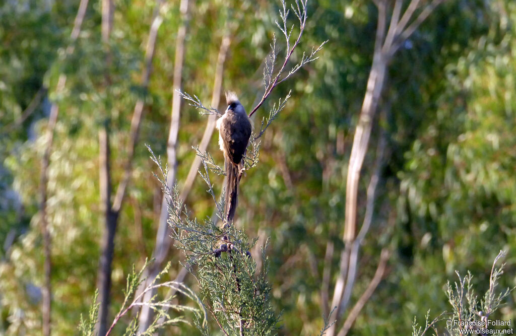 Speckled Mousebird