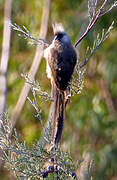 Speckled Mousebird